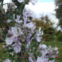 Rosmarinus officinalis fleur 2